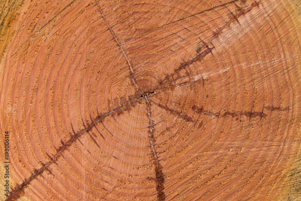 Naklejka premium Holz Hintergrund blank Jahresringe