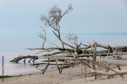 Dead trees on the Kolka cape beach. Baltic coastline, Latvia. photo