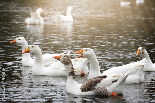 Tableau sur toile Oies