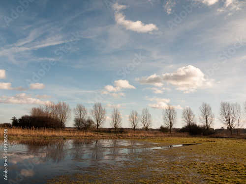 row of trees edge of farm field grass plain horizon blue sky with clouds nature landscape waterlogged