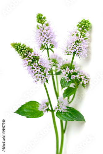 fresh peppermint flowers and leaves isolated on white