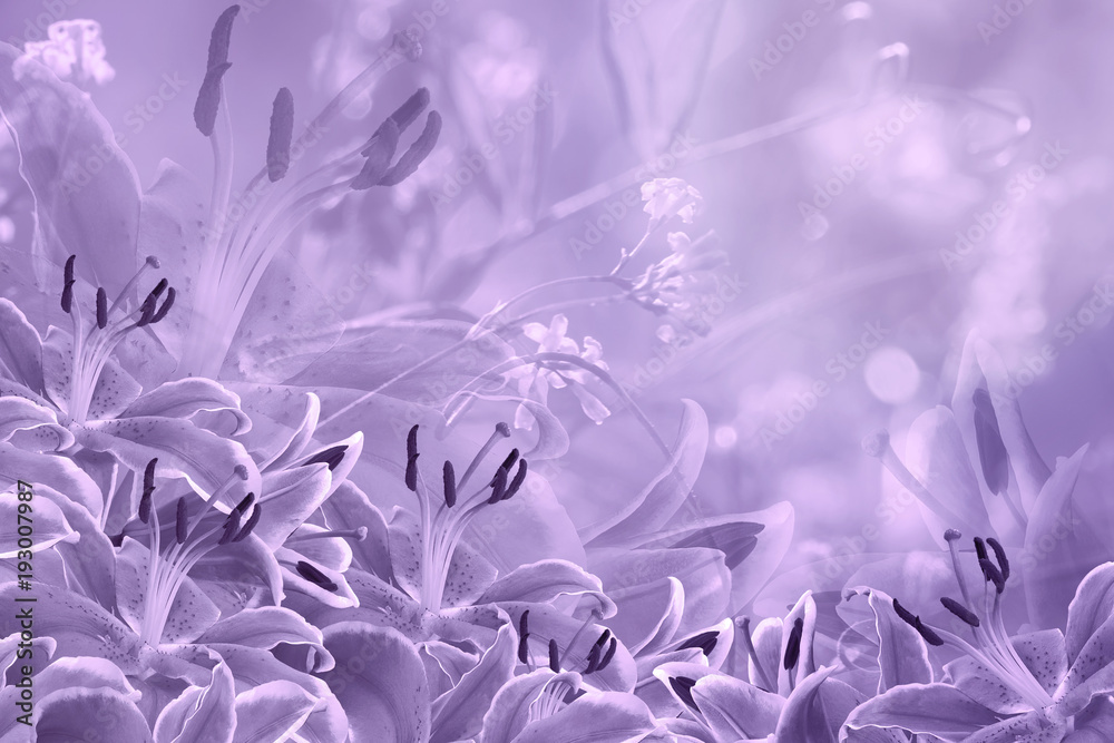 Floral  light violet beautiful background.  Flower composition  of  purple  flowers Lilies.  Nature.
