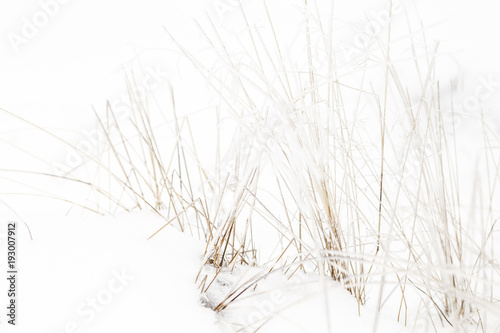 Frozen grass winter background 