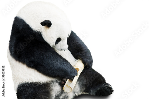 Fototapeta Naklejka Na Ścianę i Meble -  Giant panda eating bamboo isolated over white background