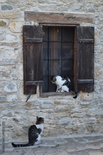 Two cats looking at each other.Cat on the window.Love cats © Iryna