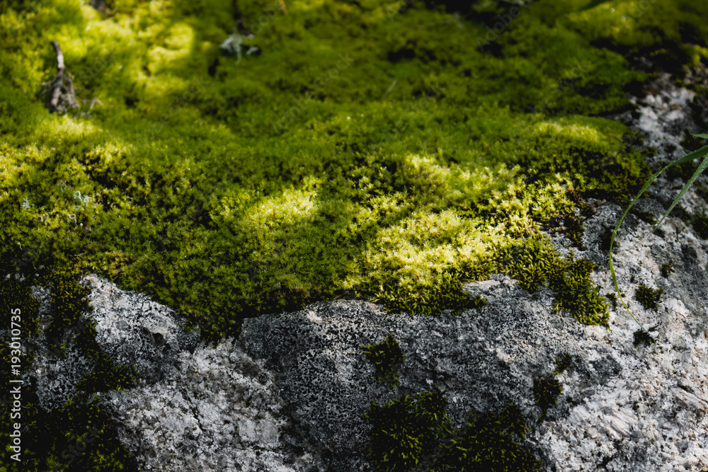 Green moss on stone in a summer forest Green moss on stone in a summer forest