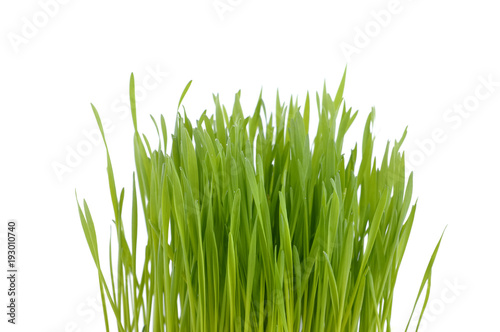 greenery clump of grass isolated on white background