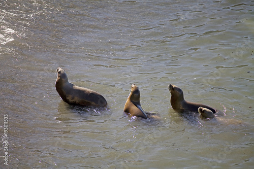 South American sea lions (Otaria flavescens) on the beach at Punta Loma, Argentina