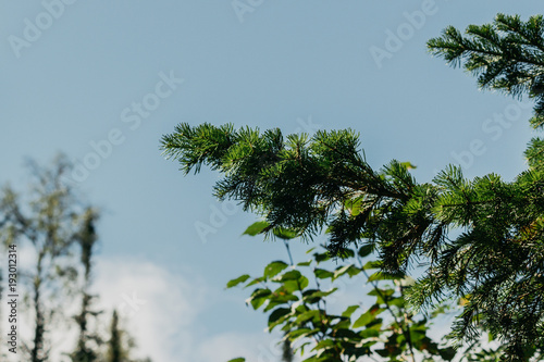 Green pine branches against the sky in the forest