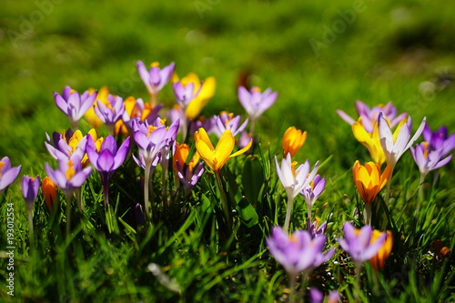 yellow and purple crocuses growing on the ground in early spring. © Matthias