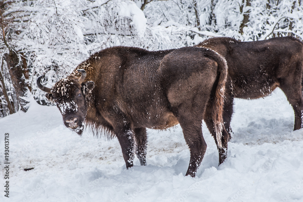 European program for the restoration of the European bison population, Karpaty reserve, Ukraine European program for the restoration of the European bison population, Karpaty reserve, Ukraine