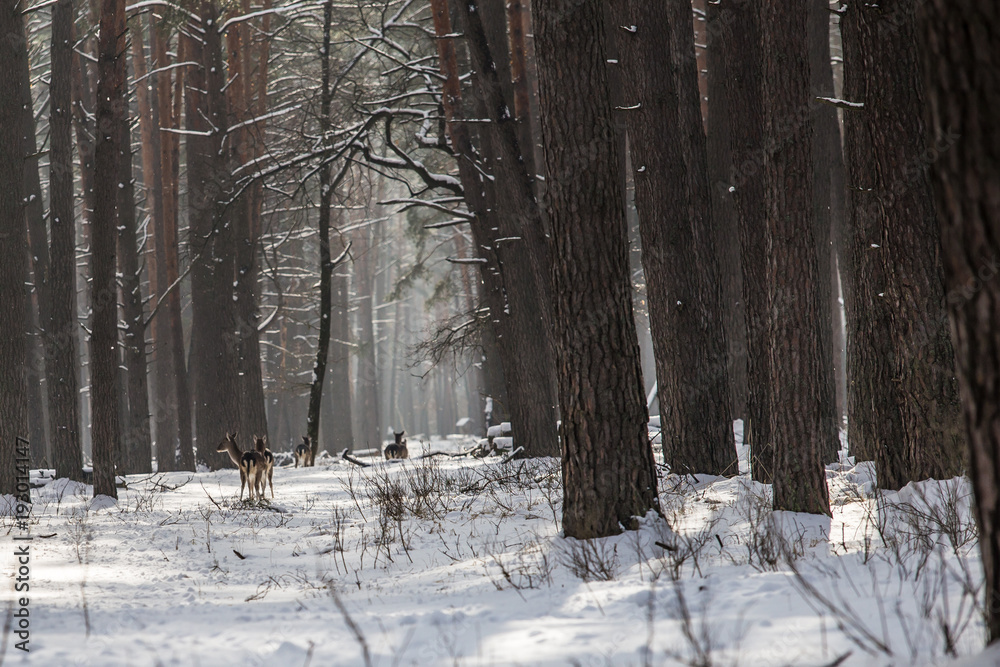 Fototapeta premium Wild roe deer in the snow-covered winter forest, reserve Kyiv region, Ukraine