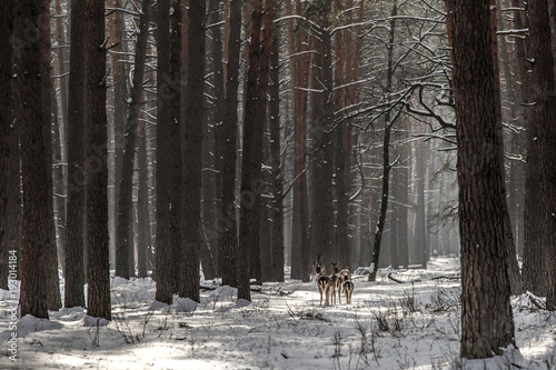 Wild roe deer in the snow-covered winter forest, reserve Kyiv region, Ukraine