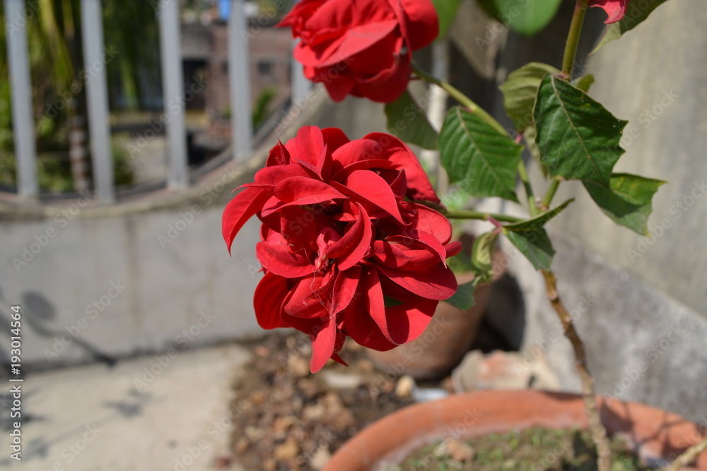 Beautiful Red Rose by Somnath Gupta Beautiful Red Rose by Somnath Gupta