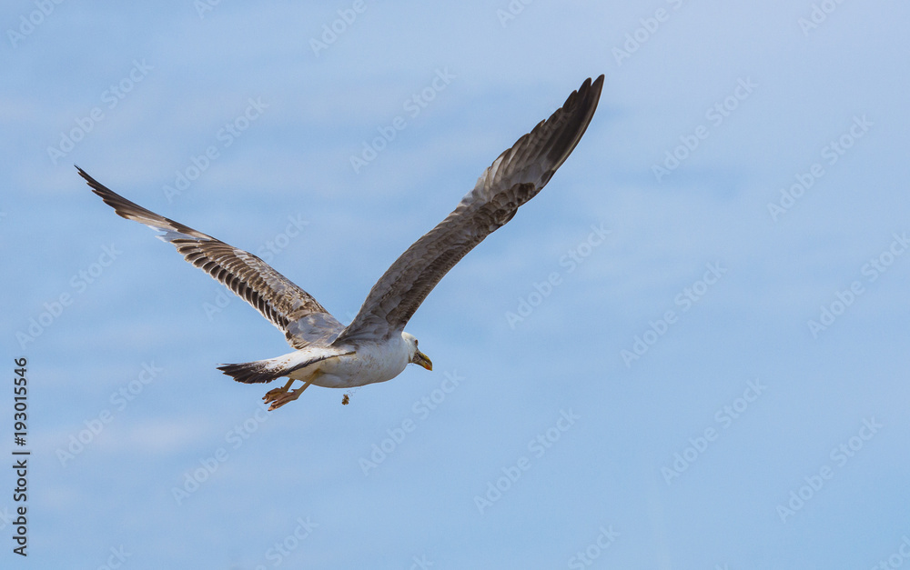Flying See gull with funny appendix Flying See gull with funny appendix