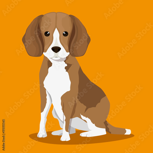 dog bred pet friendly vector illustration design