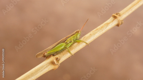 green insect 