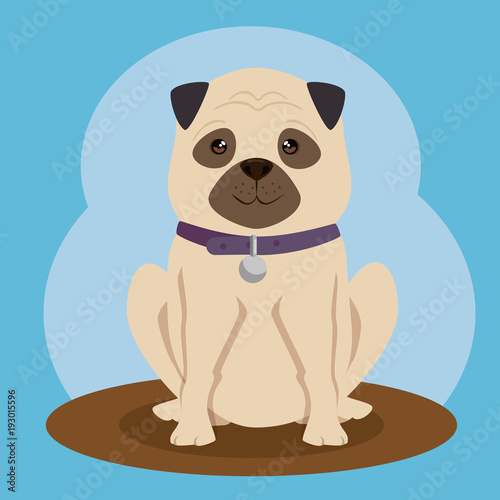 dog bred pet friendly vector illustration design