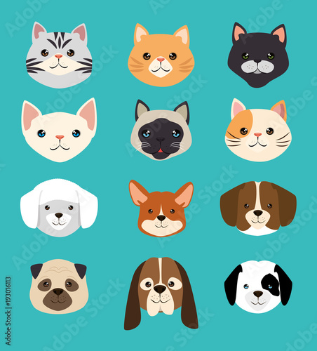 dogs and cats pets friendly vector illustration design