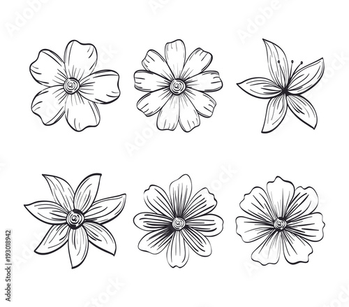 set flowers rustic and monochrome decoration  vector illustration design