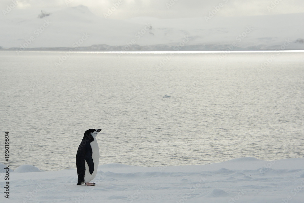 Obraz premium penguin, antarctica, travel