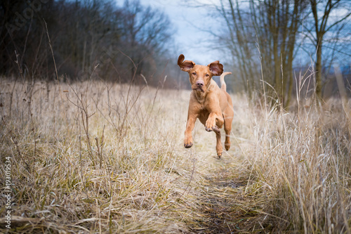 Running funny hunter dog in winter field