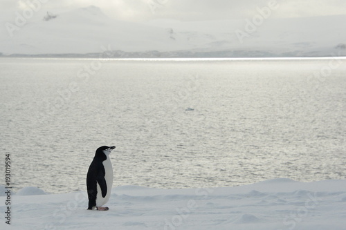 penguin  antarctica  travel