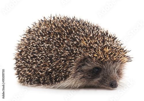 One brown hedgehog.