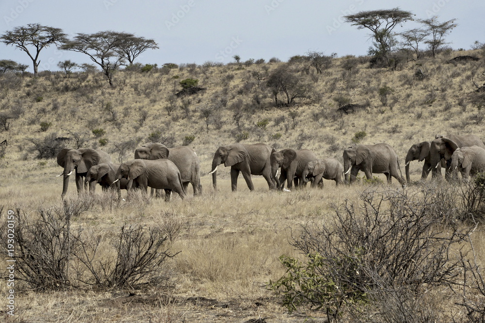 africa, travel, nature, elephant africa, travel, nature, elephant