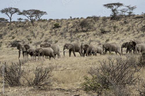 africa, travel, nature, elephant