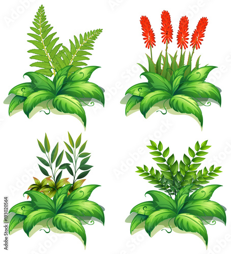 Four types of plants on white background