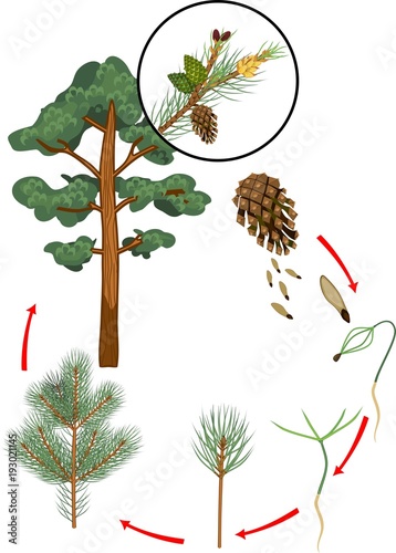 Life cycle of pine tree. Stages of plant growth from seed to mature pine tree with cones