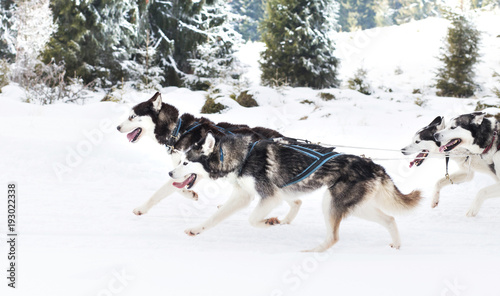 Trail sled husky race 
