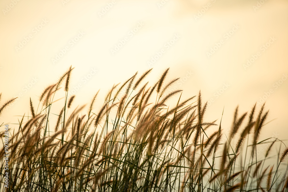 Grass field during sunrise with sepia tone.
