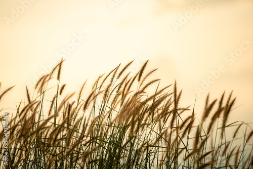 Grass field during sunrise with sepia tone.