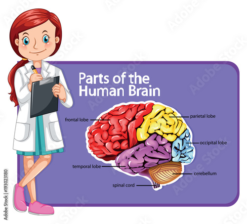 Doctor and parts of human brain