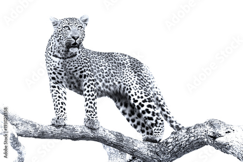 Artistic conversion of a leopard in big tree with thick branches