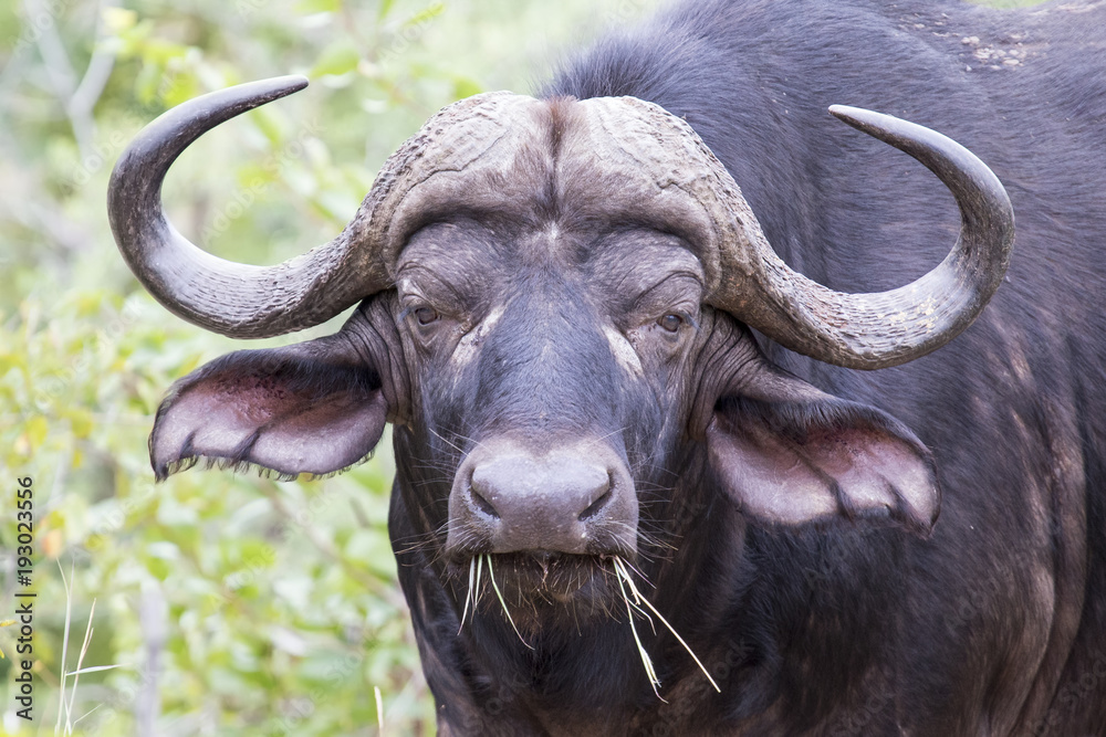 Naklejka premium Portrait close-up of a buffalo chewing on grass looking angry