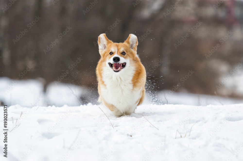 welsh corgi dog running outdoors in the snow