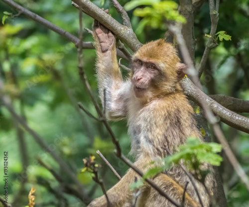 Affe mit genervtem Blick