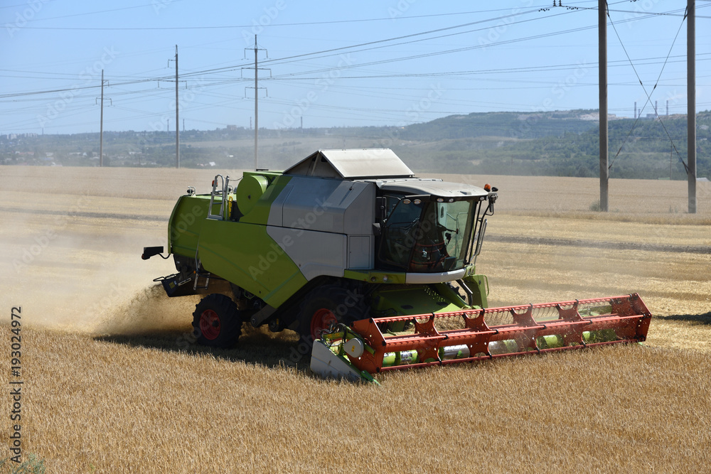 Obraz premium Special technique, combine harvester, cuts unripened wheat in the field