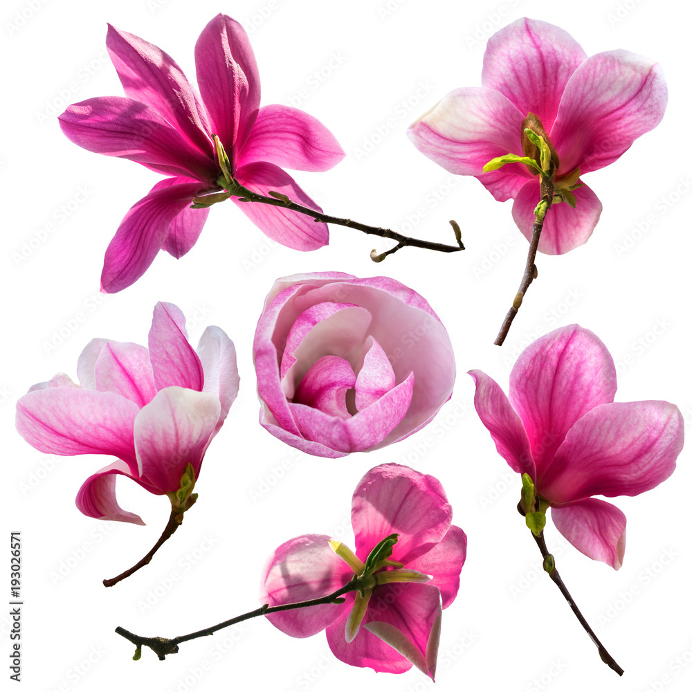 Fototapeta premium Set of magnolia flower blossom isolated on white background. Greeting card template