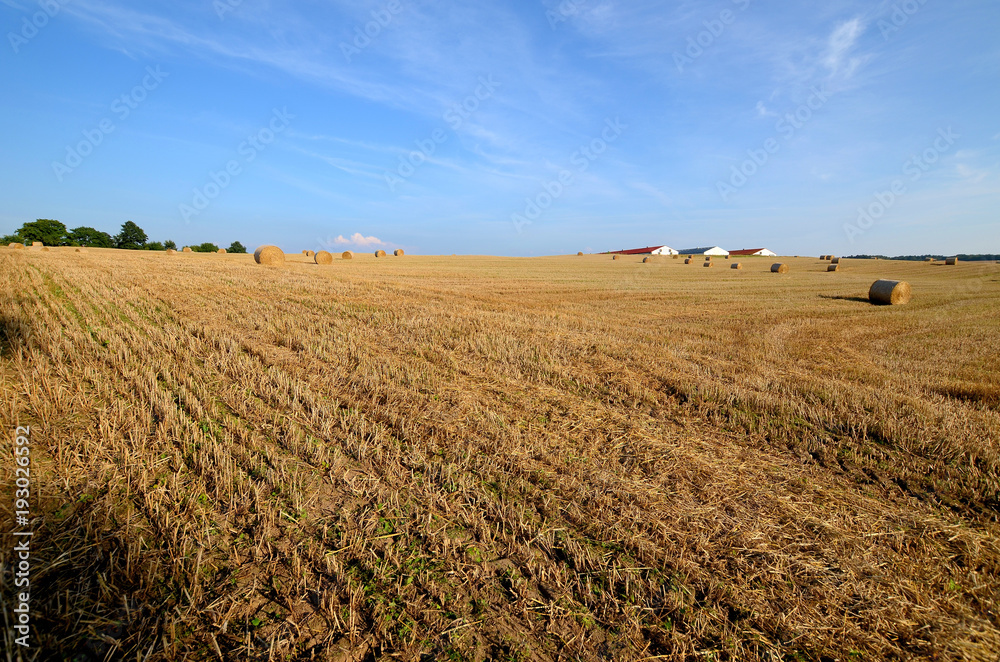 A field with straw bales