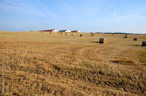 A field with straw bales