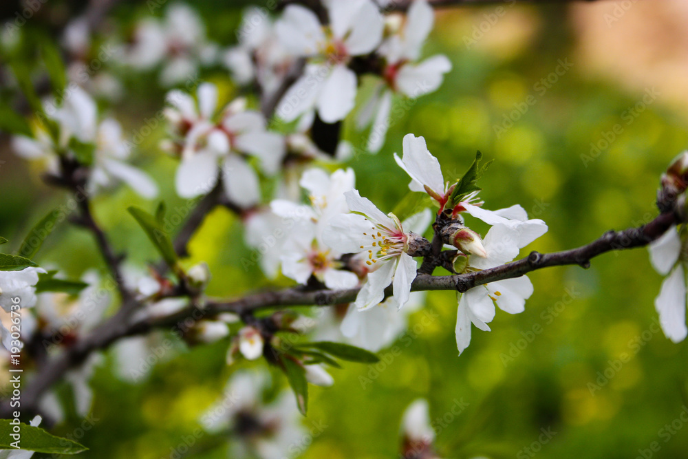 Closeup of a almond tree blooming in Jerusalem Israel 