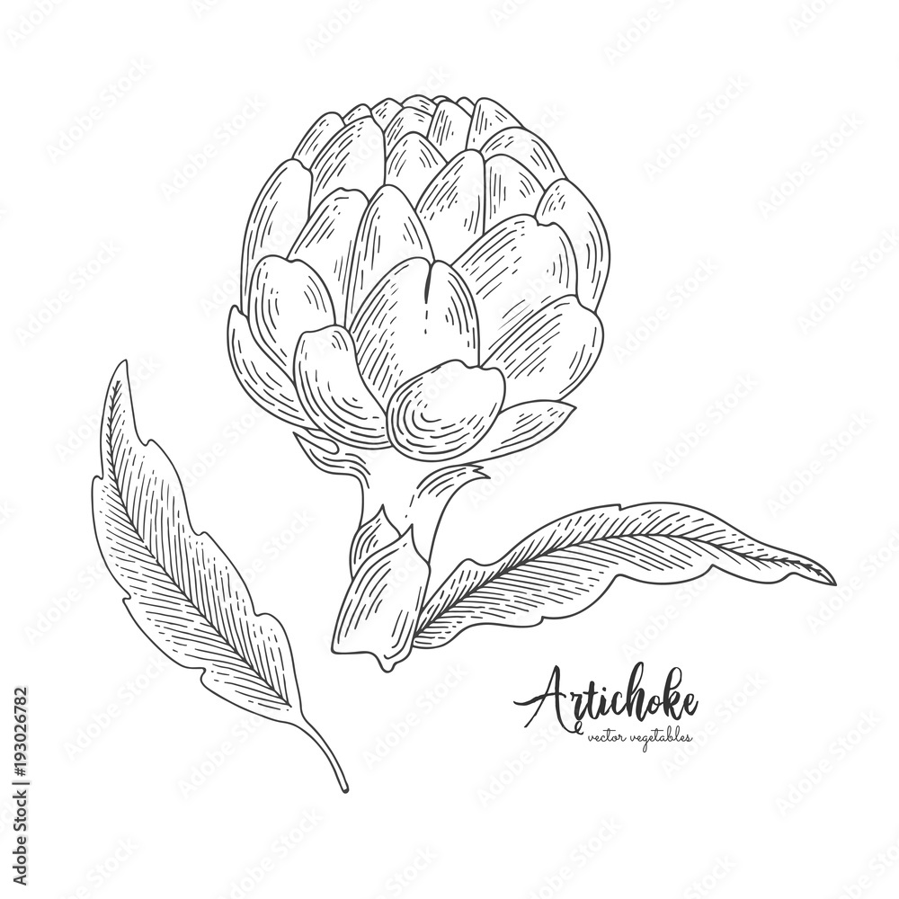 Fototapeta premium Isolated artichoke. Engraved art. Organic sketched vegetarian objects. Vegetarian food for design menu, recipes, decoration kitchen items.