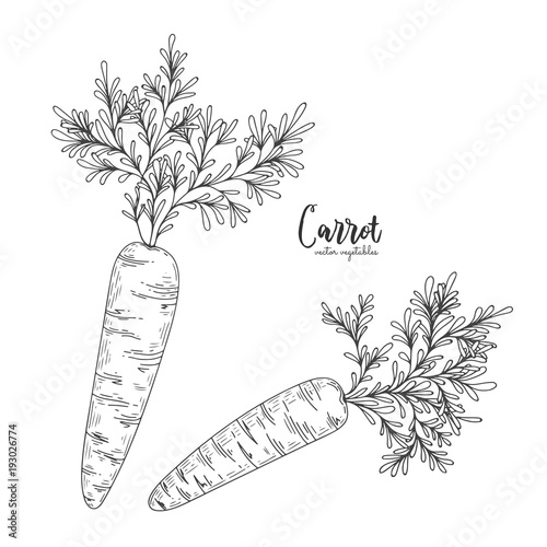 Vector carrot hand drawn illustration in the style of engraving. Detailed vegetarian food drawing. Farm market product. Engraving illustration for create the menu, recipes, decorating kitchen items.