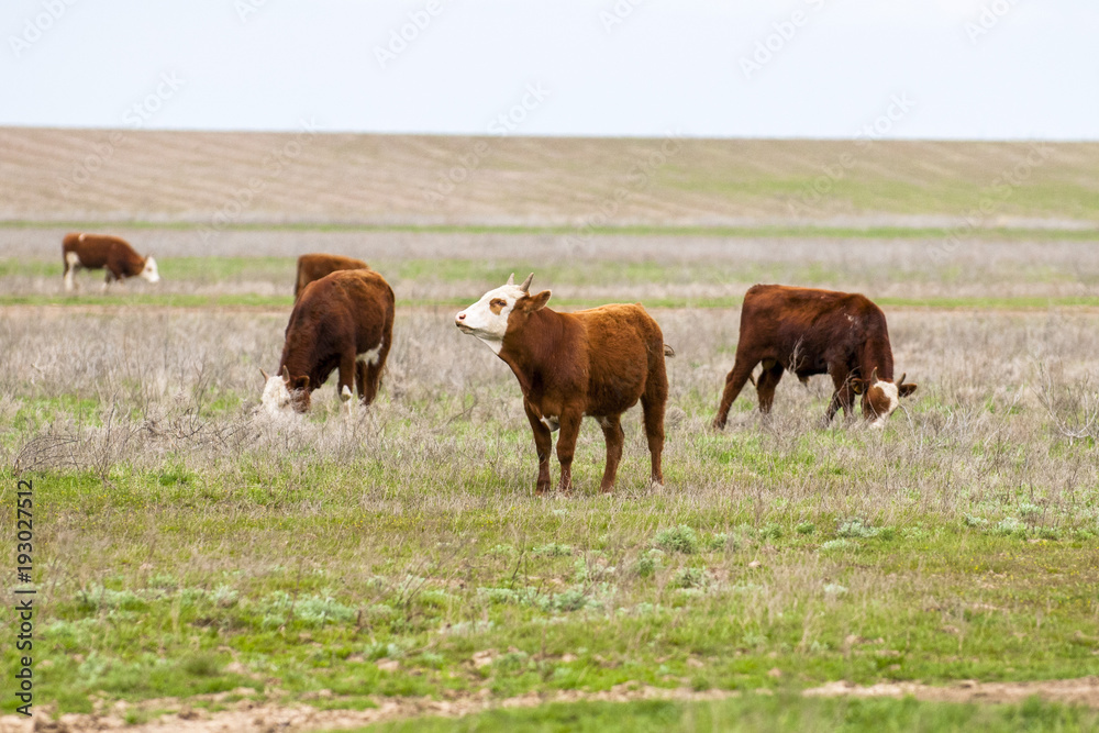 Cattle,colloquially cows,are the most common type of large domesticated ungulates. They are a prominent modern member of the subfamily Bovinae, are the most widespread species of the genus Bos taurus.