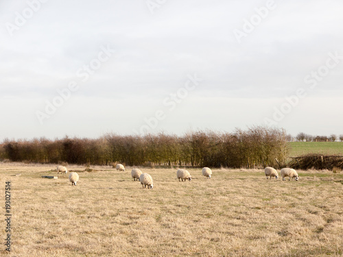 many sheep in farm field open day grass plain spring landscape