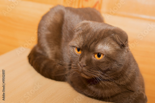 Scottish fold cat with yellow eyes